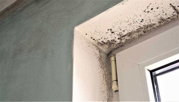 Best Biohazard Mold Removal  in Parsons, WV