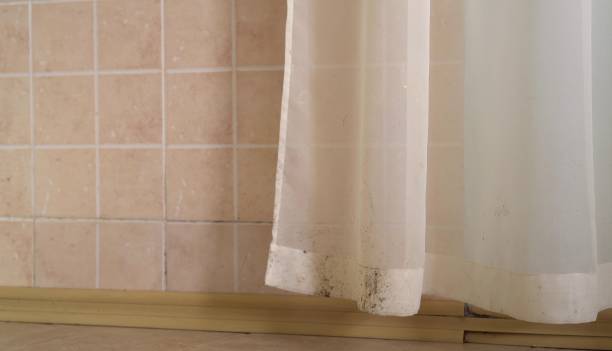 Best Asbestos and Lead Testing During Mold Inspection  in Parsons, WV
