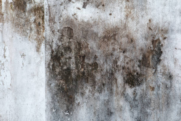 Best Mold Documentation for Insurance Claims  in Parsons, WV