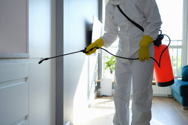 Best Attic Mold Removal  in Parsons, WV