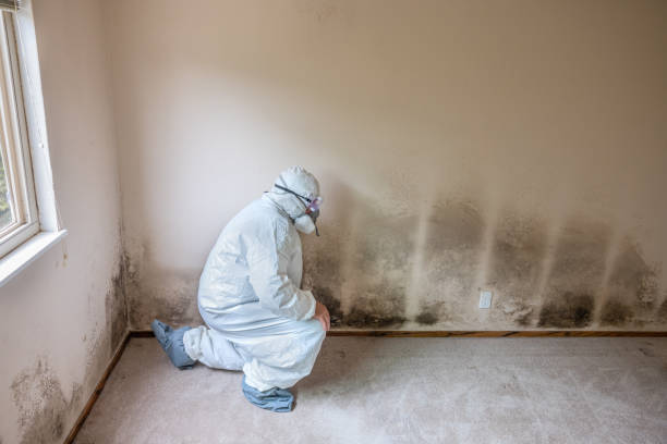 Best Water Damage & Mold Remediation  in Parsons, WV