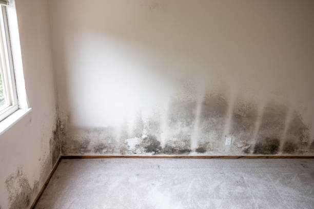 Reliable Parsons, WV Mold Removal Solutions