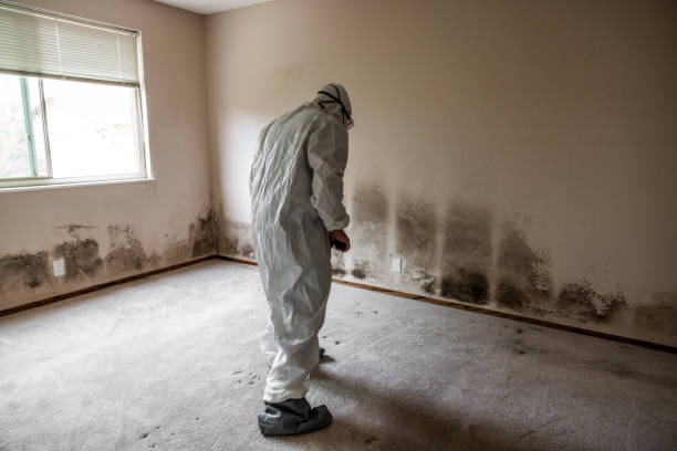 Dehumidification Services in Parsons, WV
