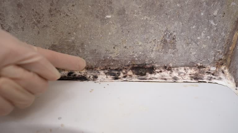 Best Mold Remediation for Healthcare Facilities  in Parsons, WV