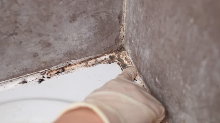 Best Mold Damage Restoration  in Parsons, WV