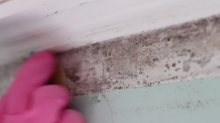 Best Mold Removal for HVAC Installations  in Parsons, WV